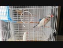 【文鳥】仲の悪い2匹を同じカゴに【スタート】
