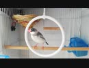 【文鳥】仲の悪い2匹を同じカゴに【番外編】