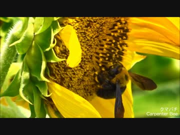 人気の クマバチ 動画 26本 ニコニコ動画