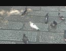 【クルッポー】鳩(ハト)をひたすら観察する【白ハト】