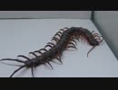[閲覧注意!!] 再編集 外国産オオ ムカデ（コイチョウタイガーレッグ）にゴキブリを与えてみた。(Guizhou Tigerleg Centipede)