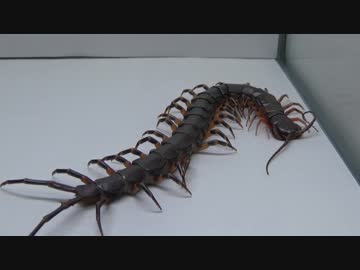 [閲覧注意!!] 再編集 外国産オオ ムカデ（コイチョウタイガーレッグ）にゴキブリを与えてみた。(Guizhou Tigerleg Centipede)