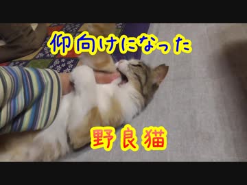 もうすぐ出会って4年になる野良猫、ついに仰向けになる！？
