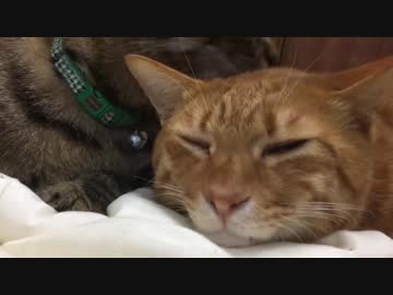 最年長の末っ子、年下の弟に甘える