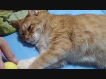 拾いねこ＠生後2582/2549日目　ボールで遊ぶ月音さん。