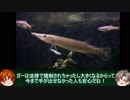 【３分水槽】part15「ブラントノーズガー」