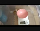 ハムスター飼いました。その74～7月だよ!!体重測定だよ!!