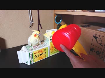 ピコピコハンマー視点でお楽しみ下さい