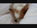 布団の乾燥中に上に乗ってまったりしてしまうワンコ（パピヨン）
