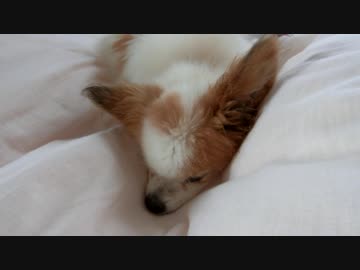 布団の乾燥中に上に乗ってまったりしてしまうワンコ（パピヨン）