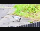 何かをついばむオナガ