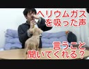 【ドッキリ&検証】ヘリウムガスを吸った声で愛犬のカニンヘンダックスフンドにお手・おすわりをさせようとしてみた！