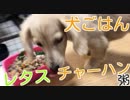 【犬ごはん】レタスチャーハン粥を作ってダックスフンドに食べさせてみた(YouTubeで『ワンチュー犬』を検索！)