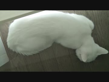 【ねこは】夢見る毛玉【います】