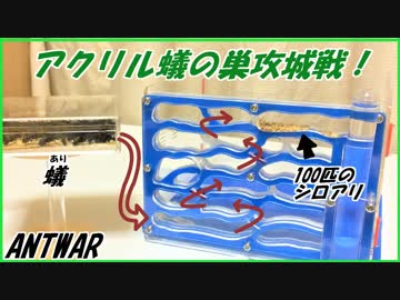 アクリル蟻の巣攻城戦！忍び込む100匹のシロアリ。