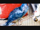 ヨガるインコ