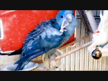 ヨガるインコ