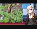 あかりの家庭菜園(オクラ編)Part4