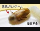 蛹化・羽化が上手くいかなかったミルワーム。