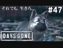 #47【DAYS GONE】“今日のわんこ”とデレるブーザー。【ゆっくり実況】