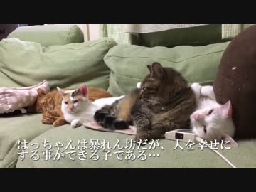 破壊姫猫、宇宙猫兄弟との忘れ得ぬ日々