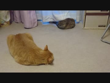 拾いねこ＠生後2584/2551日目　アコツキは最近昼は匠部屋が好きみたいデス。