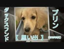 【思い出】ダックスフンド プリンのアルバム集（2018年2月）(YouTubeで『ワンチュー犬』で検索！)