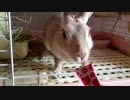 うさうさぴゅ～れを食べるうさぎさん