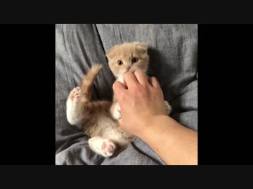 子猫VSマスターハンド