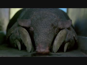 フレンズを動物ドキュメンタリーで紹介するよ シーズン3 パート5