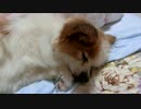 足先をくいっと曲げてすやすやするワンコ（パピヨン）