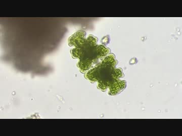 小川の生き物観察part3