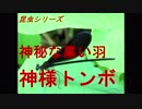 昆虫シリーズ　神秘な黒い羽　神様トンボ