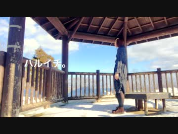 【メープル】ハルイチ。 踊ってみた
