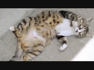 ある日の散歩中とかに出会った生き物（半分はネコ）