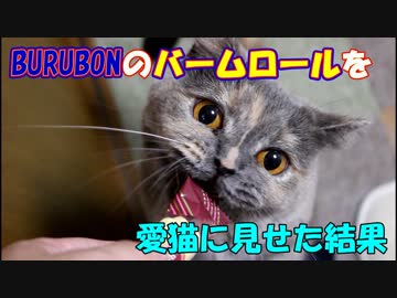 BURUBON「バームロール」を猫に見せた結果