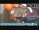 自転車のハンドルに住み着いた凶暴なハチの巣を駆除して、アリに与える。
