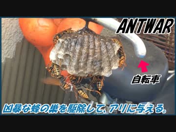 自転車のハンドルに住み着いた凶暴なハチの巣を駆除して、アリに与える。