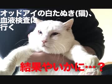 オッドアイの保護白たぬき(猫)、血液検査をする