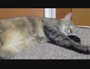 拾いねこ＠生後2585/2552日目　動画撮影開始と同時に登場する月音さん。