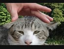 【手動式】ダンディーにゃんこ可愛い『ピコピコお耳』