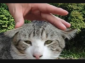 【手動式】ダンディーにゃんこ可愛い『ピコピコお耳』