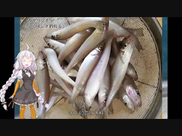 【VOICEROIDフィッシング】自称投げ釣りトーナメンターのキス釣り