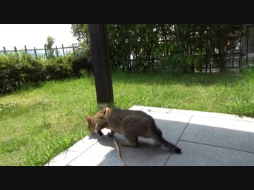 【タタルさんとデート】天橋立　セントジョンズ・ベア