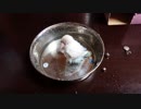 暑い日に見ると焦れったくなる水浴び