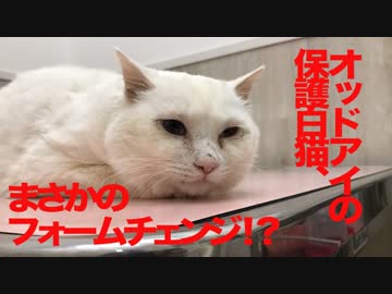 オッドアイの保護白猫、つちのこ形態に変身する