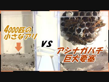 キアシナガバチの巨大要塞vs4000匹のケアリ