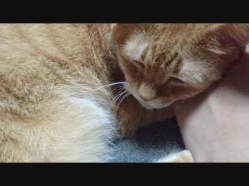 拾いねこ＠生後2586/2553日目　ふみふみ月さんと手枕アコさん。