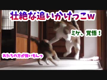 通い野良猫がうちで壮絶な追いかけっこをした結果w