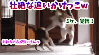 通い野良猫がうちで壮絶な追いかけっこをした結果w